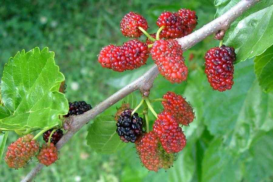 trái dâu tằm bảo vệ tim mạch