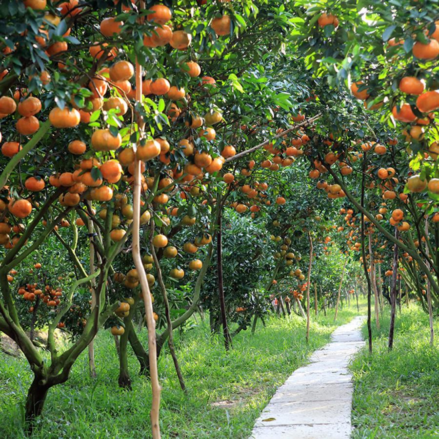 Ngắm hoa, thu hoạch trái cây quanh năm
