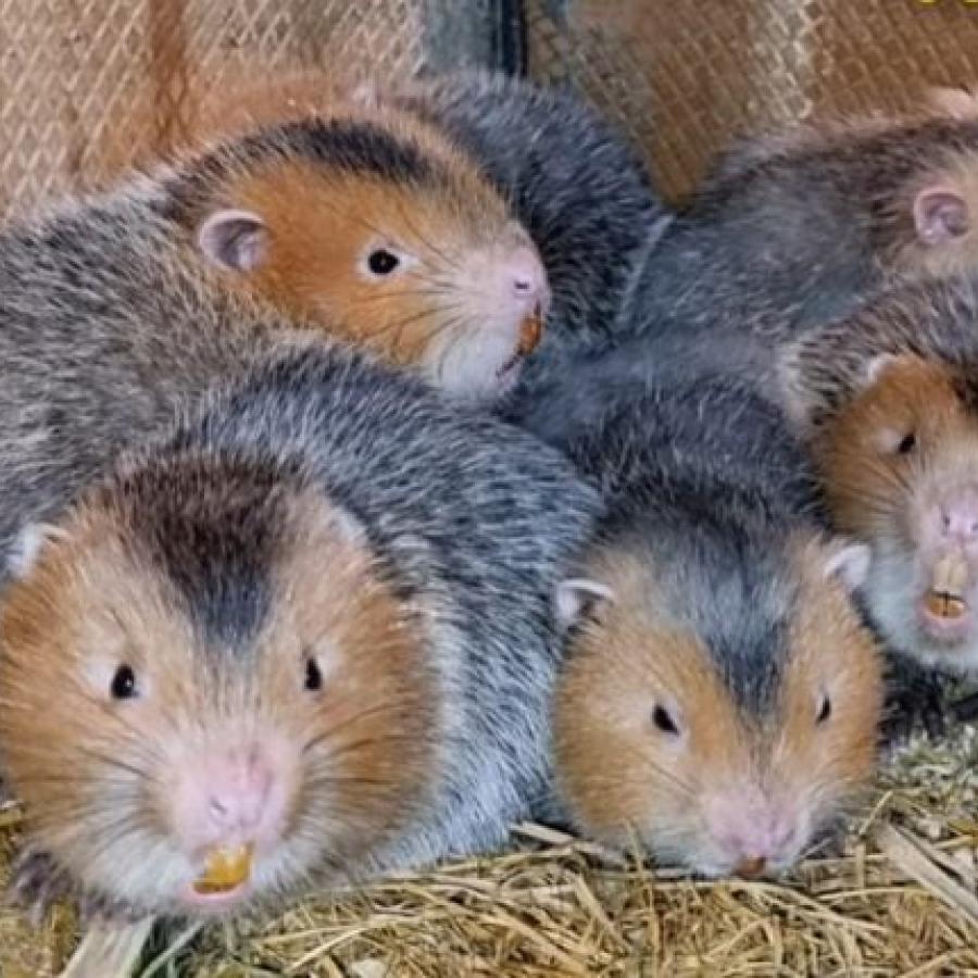 Tham quan trang trại dúi