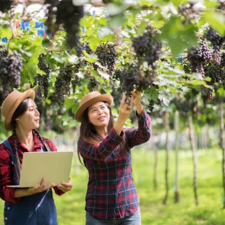 Tham quan vườn nho