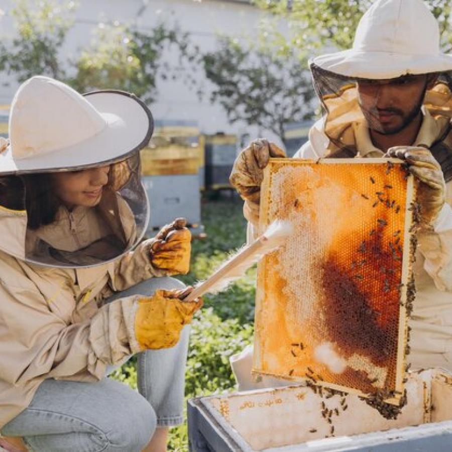 Thu hoạch mật ong dú