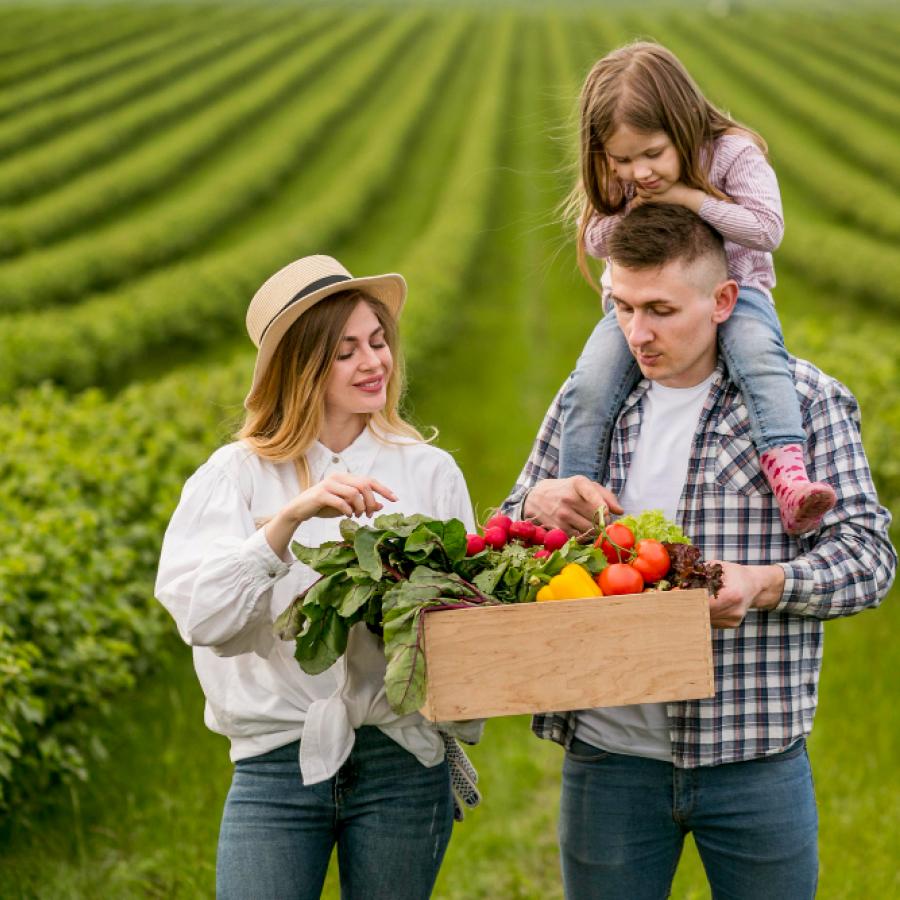 Thu hoạch rau quả hữu cơ