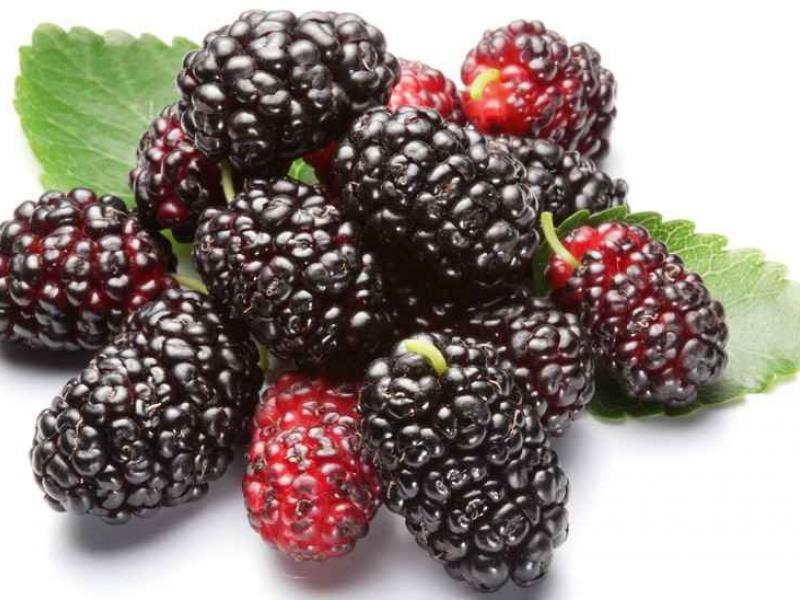 Trái dâu tằm: Trái cây bảo vệ tim và gan